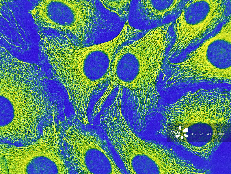 角质形成细胞显微照片图片素材