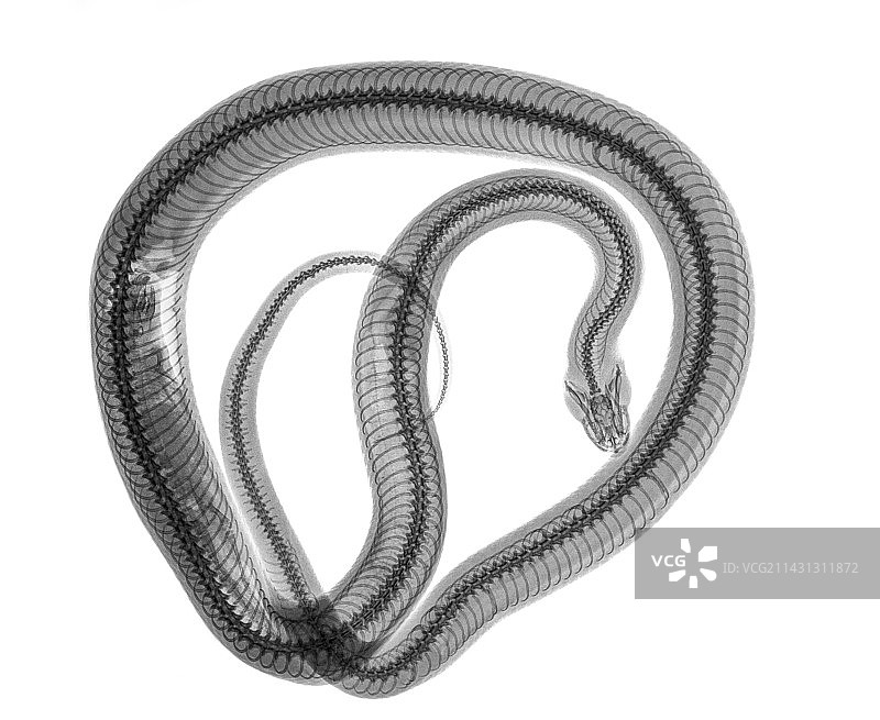 X光下的蛇图片素材