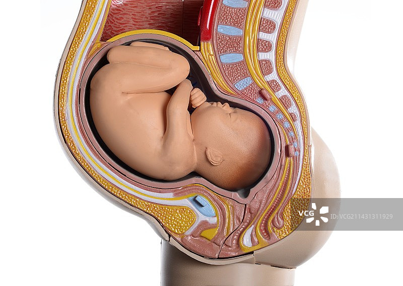 足月妊娠模特图片素材