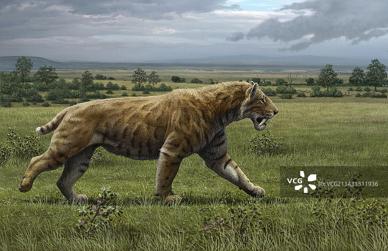 剑齿虎插画图片素材