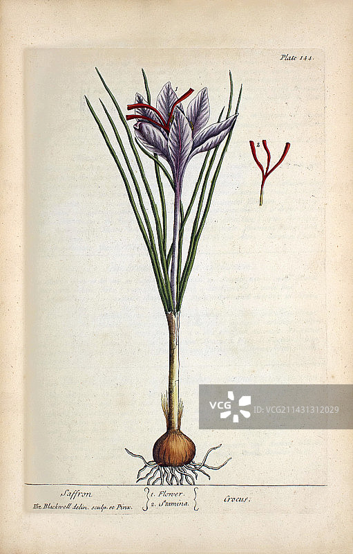 18世纪的藏红花植物图片素材