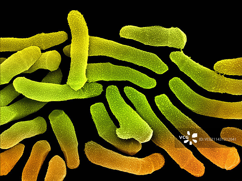 痤疮丙酸杆菌，扫描电子显微镜图片素材