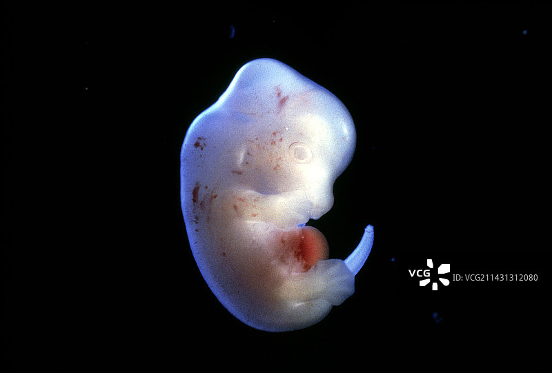 妊娠15.5天的大鼠胚胎特写图片素材