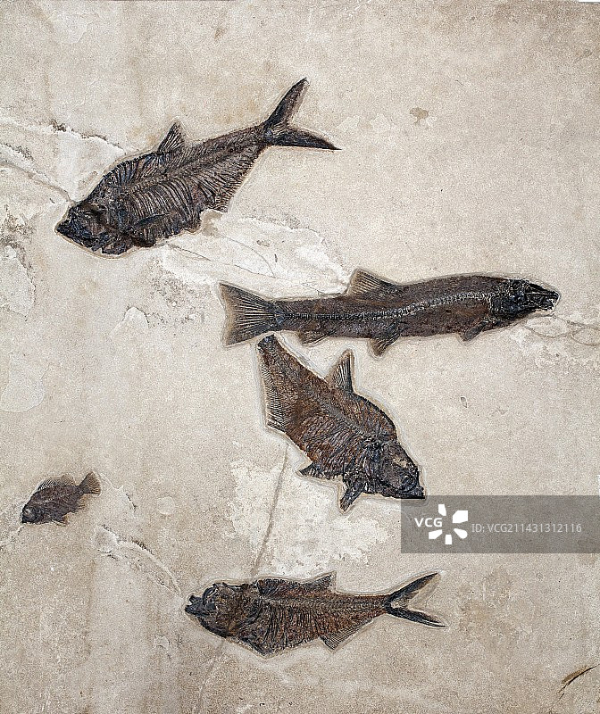 鱼类化石图片素材