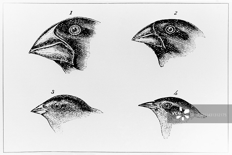 加拉帕戈斯地雀图片素材