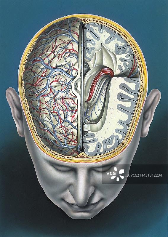 人脑解剖，图解图片素材