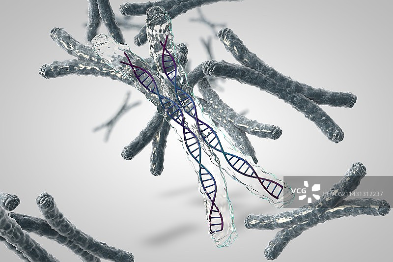 染色体插图图片素材