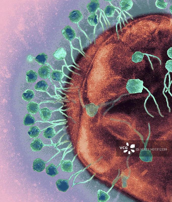 噬菌体攻击细菌，透射电镜图片素材