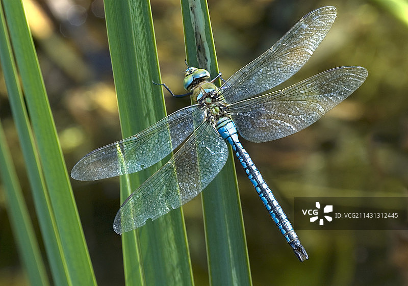雄性帝王蜻蜓图片素材