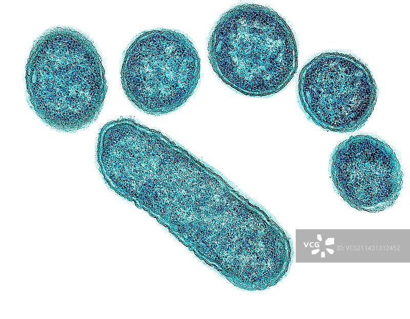 大肠杆菌细菌透射电镜图图片素材