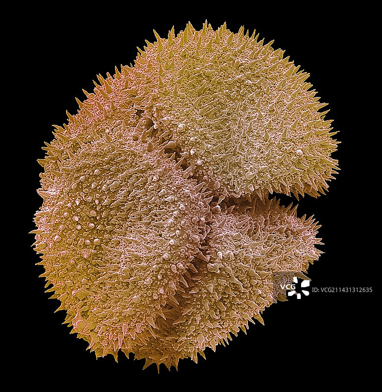 茅膏菜花粉扫描电子显微镜图图片素材