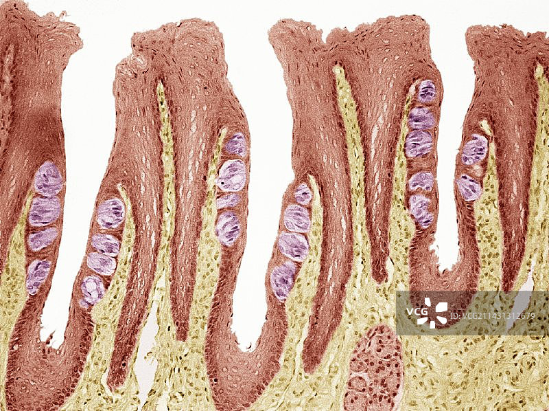 味蕾，光学显微照片图片素材