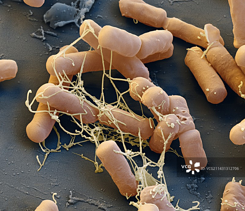 大肠杆菌，扫描电镜图片素材