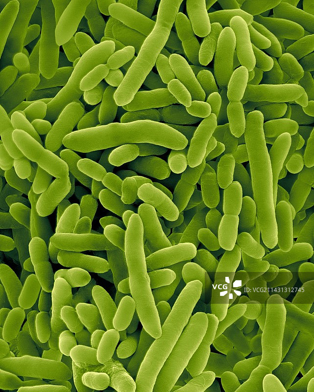 恶臭假单胞菌（革兰氏阴性，扫描电镜图）图片素材