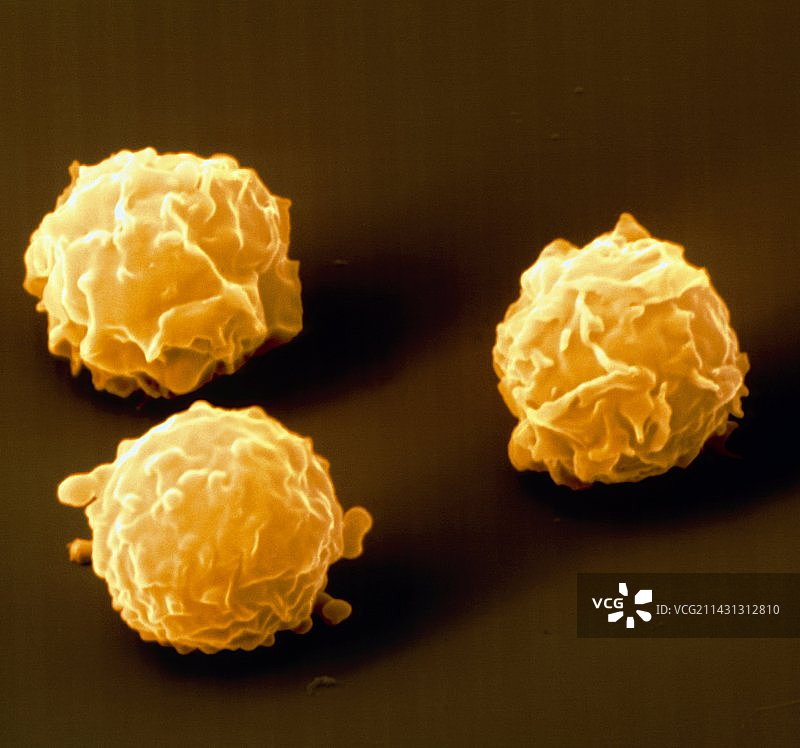 骨髓干细胞扫描电镜图图片素材