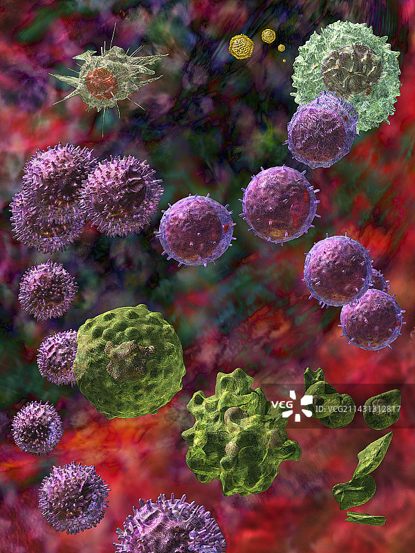 细胞介导的免疫反应图片素材