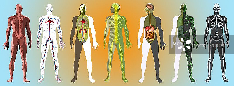 人体解剖艺术图图片素材