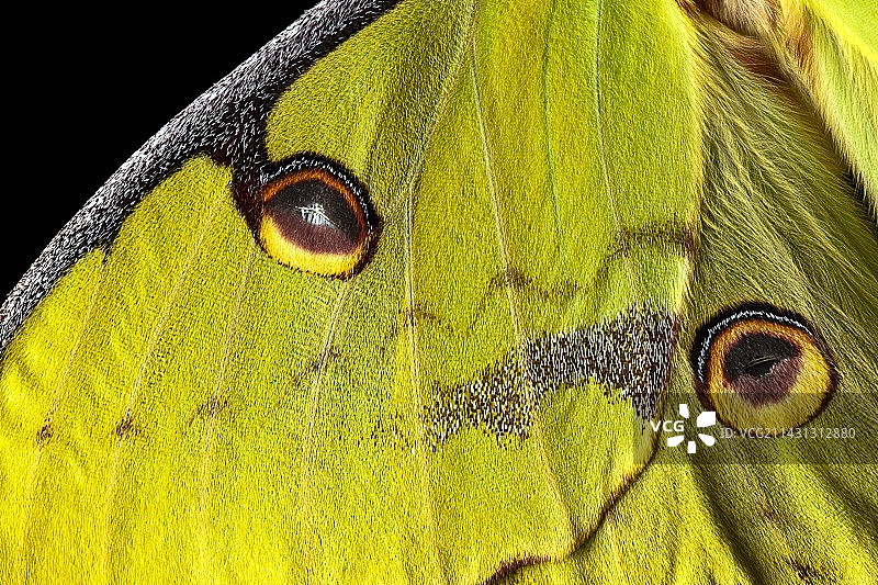 非洲月亮蛾翅膀图片素材