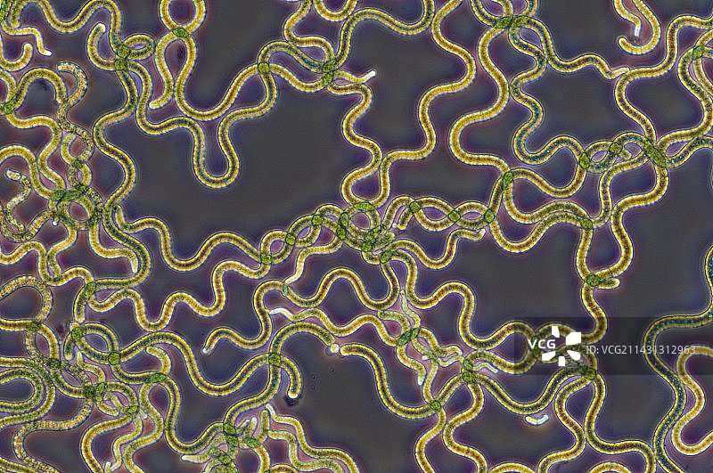 螺旋藻蓝细菌的显微照片图片素材