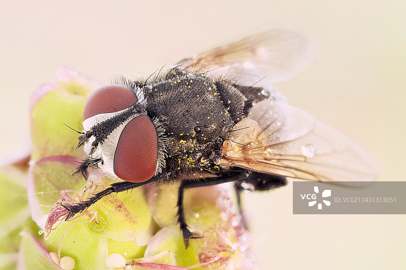 覆盖着花粉的苍蝇图片素材