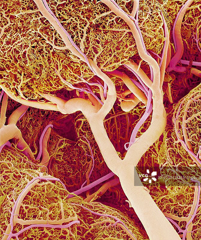 小肠血管扫描电镜图图片素材