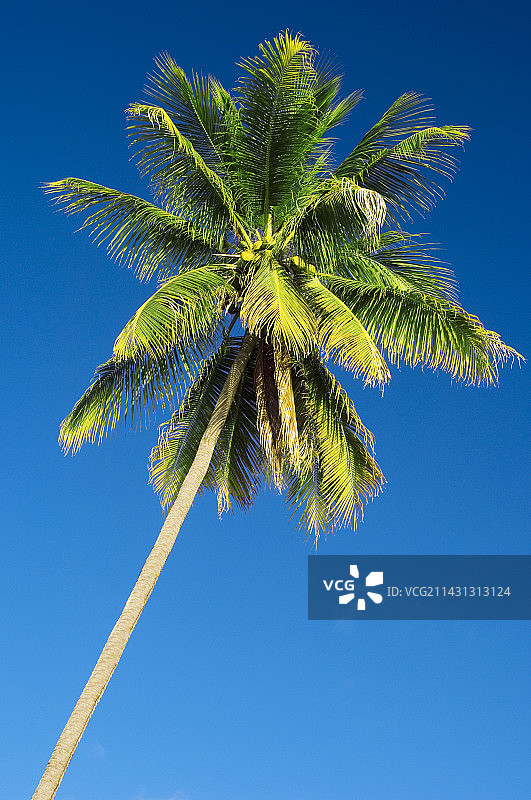 椰子树图片素材