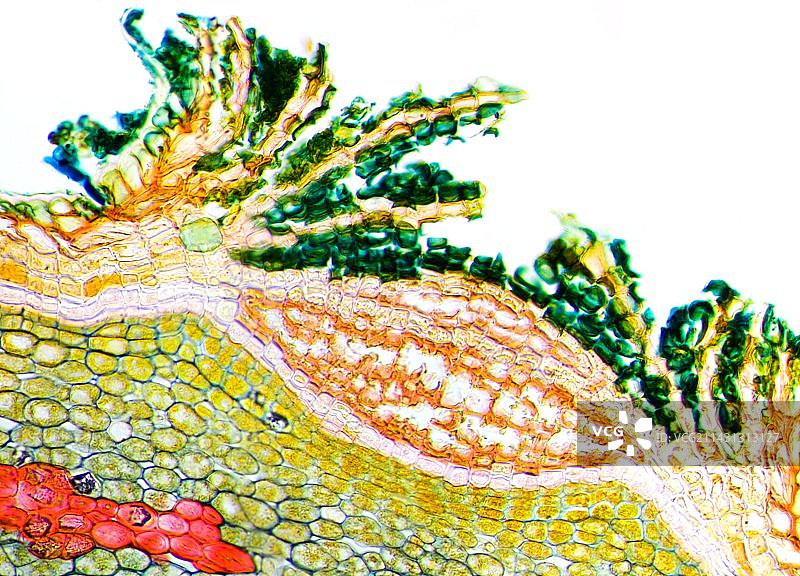 植物呼吸气孔，光学显微照片图片素材