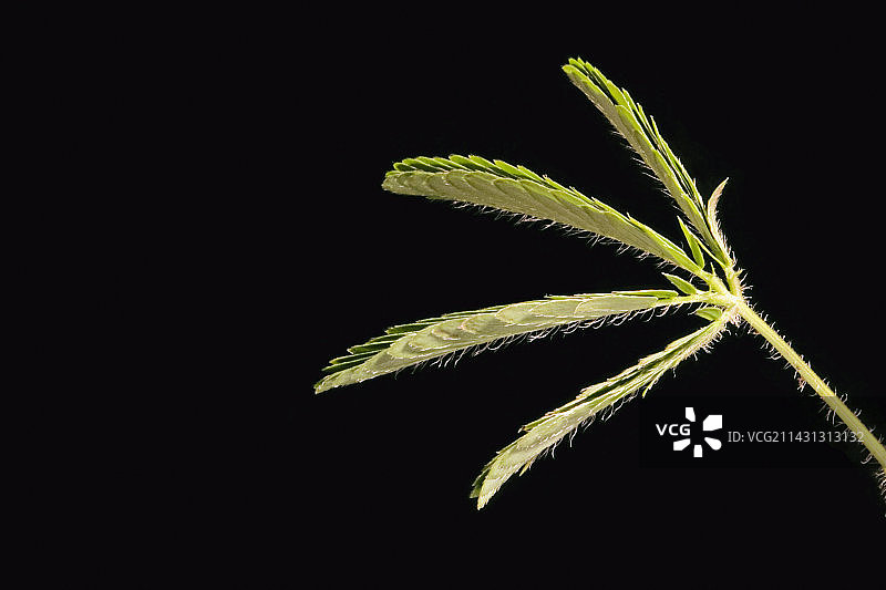 含羞草图片素材