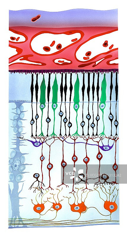 视网膜结构图片素材