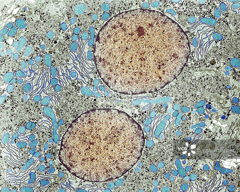 肝细胞，TEM图片素材