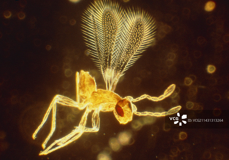 一种未识别的仙女蝇的显微照片图片素材