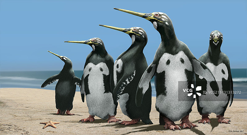 已灭绝的巨型企鹅艺术作品图片素材