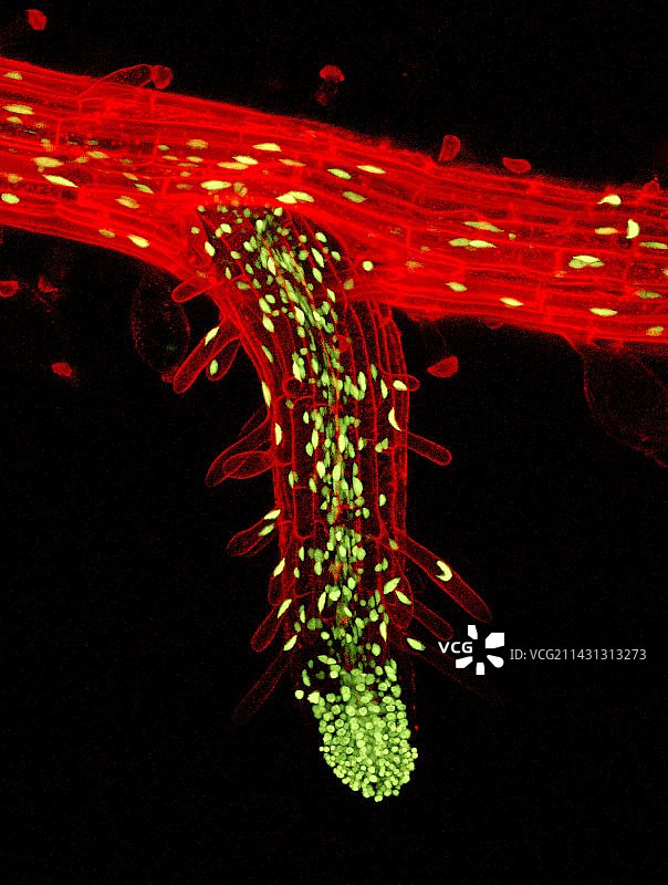 侧根，光学显微照片图片素材