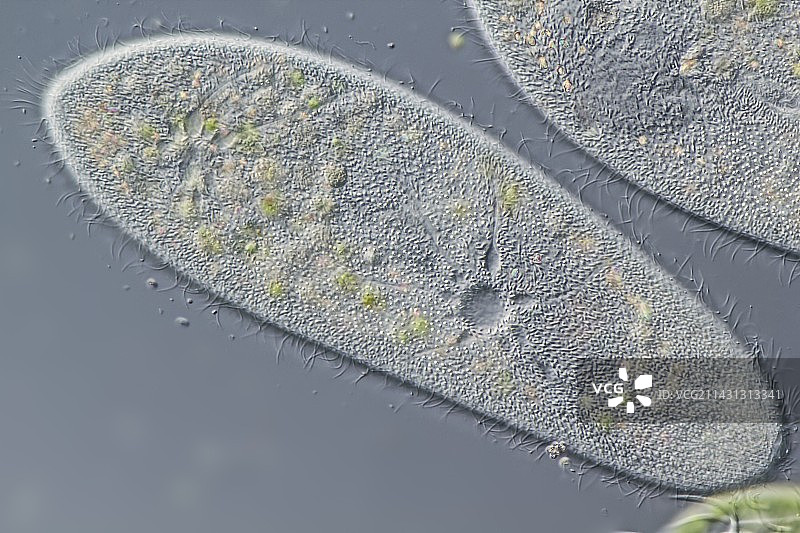 尾草履虫纤毛，LM图片素材