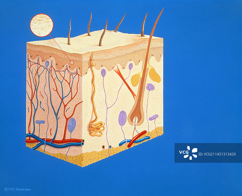 人体皮肤横截面图片素材