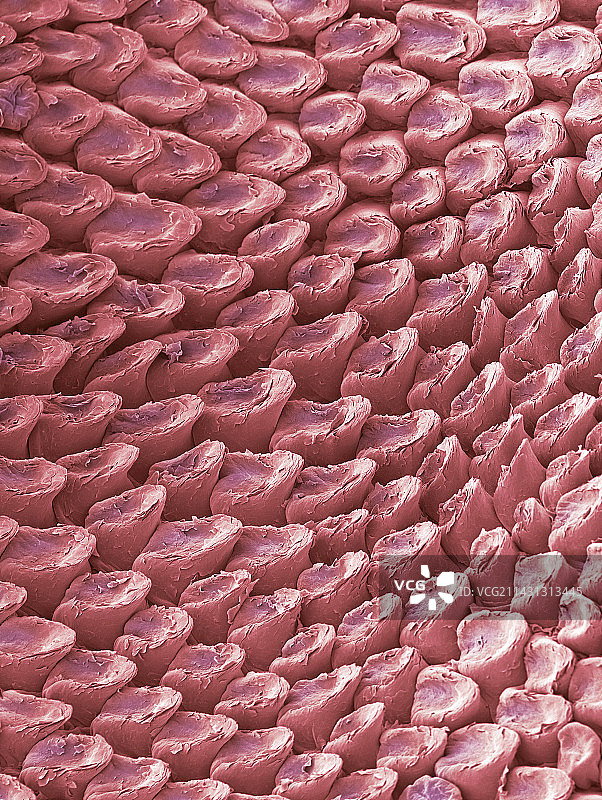 猫舌头表面扫描电镜图图片素材