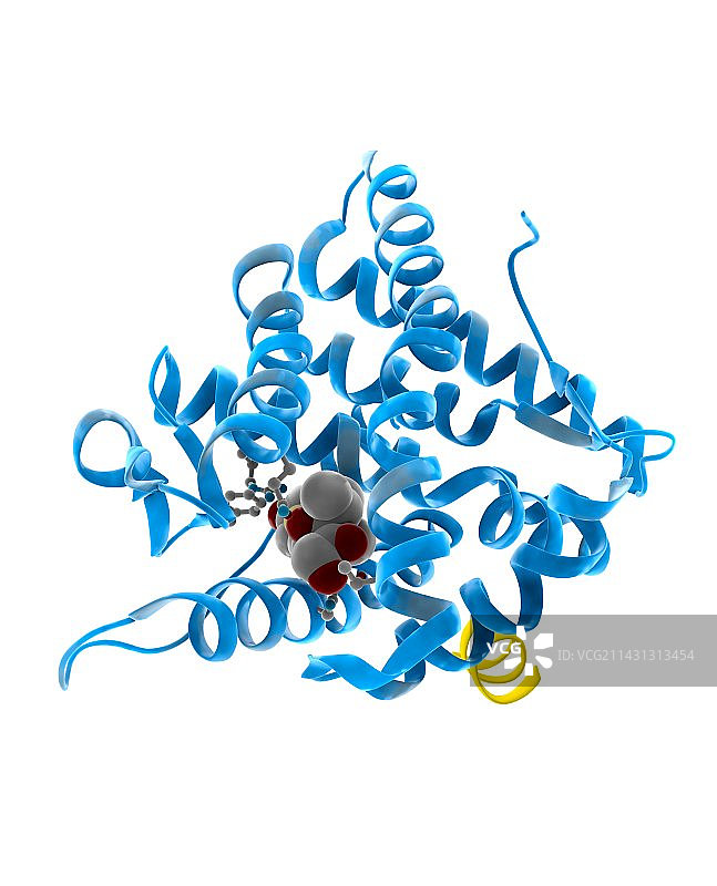 糖皮质激素受体分子模型图片素材