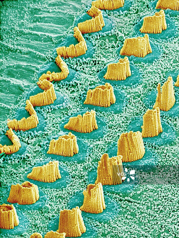 内耳毛细胞，扫描电镜图片素材