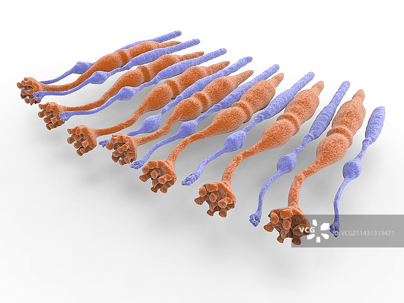 眼睛视网膜图片素材