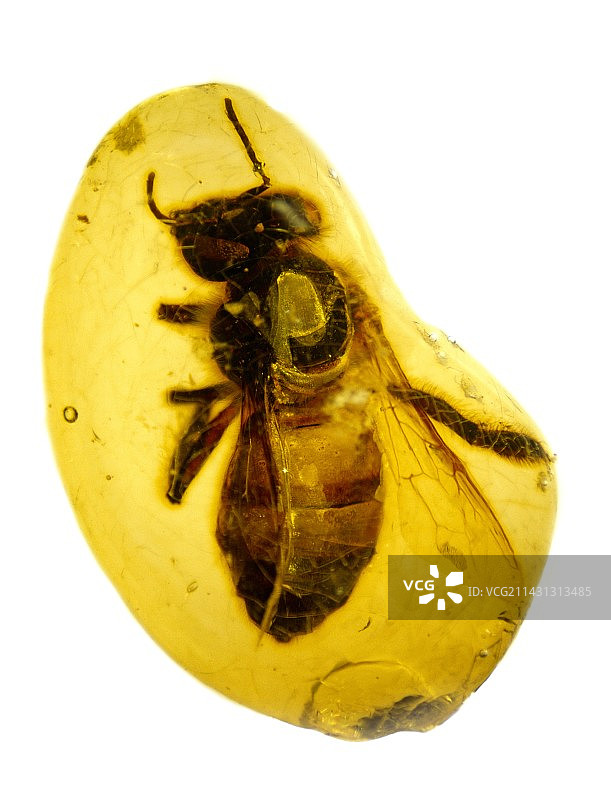 琥珀中的蜜蜂图片素材