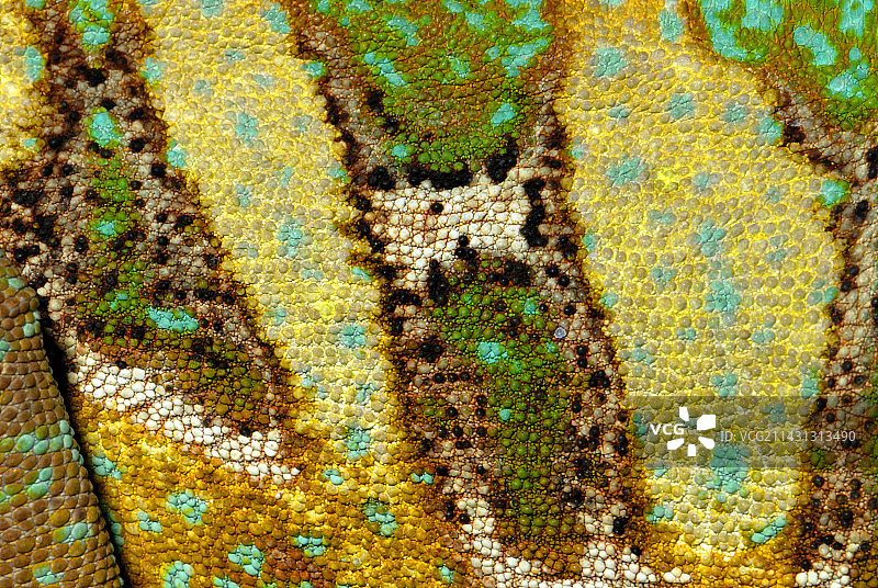 变色龙皮肤纹理图片素材