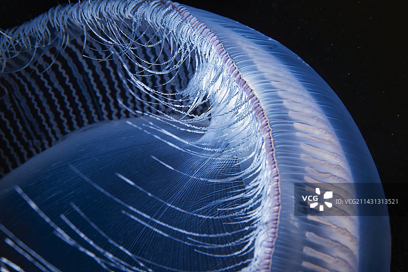 栉水母的触须图片素材