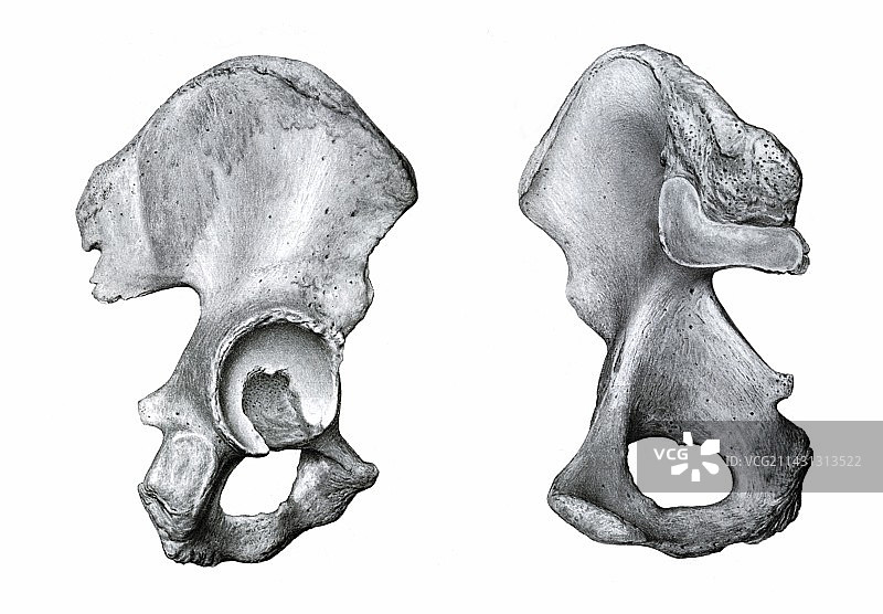 骨盆骨骼插图图片素材