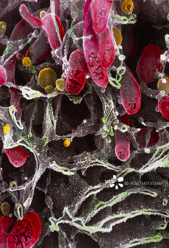 线粒体和内质网的彩色扫描电镜图像图片素材