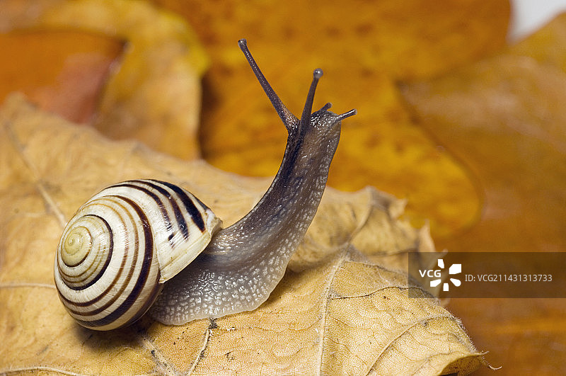 白唇蜗牛图片素材