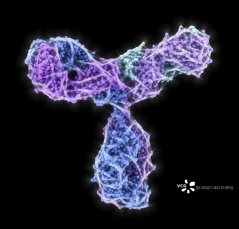 免疫球蛋白G抗体分子图片素材