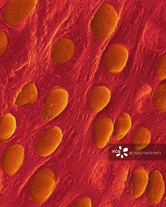心脏心包表面扫描电子显微镜图像图片素材
