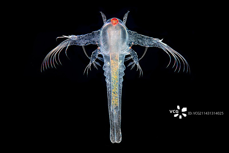 丰年虾显微照片图片素材