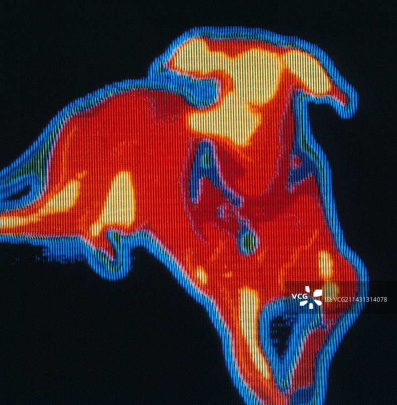 狗的热谱图图片素材
