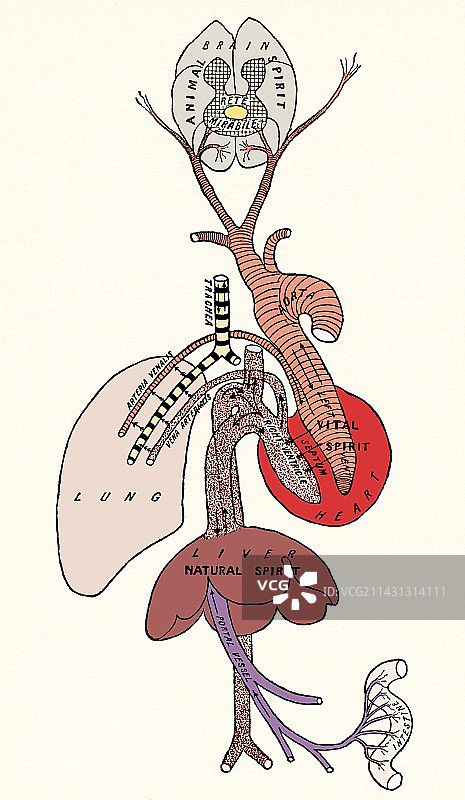盖伦的精神系统图片素材